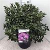 Rhododendron 'Praecox' Pot 20 Liter