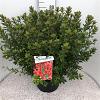 Rhododendron (AJ) 'Radja' Pot 20 liter 50 - 60 cm