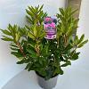 Rhododendron 'Roseum Elegans' Pot 5 Liter 30 - 40 cm