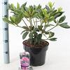 Rhododendron 'Roseum Elegans' Pot 5 Liter 30 - 40 cm