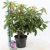 Rhododendron 'Roseum Elegans' Pot 5 Liter 30 - 40 cm