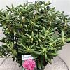 Rhododendron 'Roseum Elegans' Pot 30 Liter 