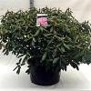 Rhododendron 'Roseum Elegans' Pot 70 Liter 