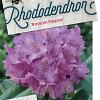 Rhododendron 'Roseum Elegans' Pot 70 Liter 