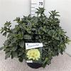 Rhododendron 'Saffrano' Pot 20 liter 50 - 60 cm