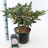 Rhododendron (Y) 'Schneewolke' Pot 5 liter 25-30cm