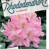 Rhododendron 'Scintillation' Pot 20 liter 50 - 60 cm