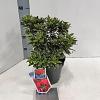 Rhododendron (AJ) 'Silver Sword' Pot 3 liter 20-25cm 