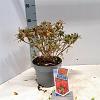 Rhododendron (AJ) 'Silver Sword' Pot 3 liter 20-25cm 