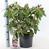 Rhododendron 'Virginia Richards' Pot 5 Liter 30 - 40 cm