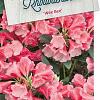 Rhododendron 'Wee Bee' Pot 10 liter 30 - 40 cm