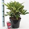 Rhododendron 'Wilgen's Ruby' Pot 5 Liter 30 - 40 cm