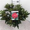 Rhododendron 'Wilgen's Ruby' Pot 10 liter