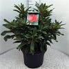 Rhododendron 'Wilgen's Ruby' Pot 20 Liter