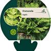 Osmunda regalis Pot 9 cm