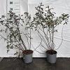 Rosa glauca Pot 2 Liter40 - 60 cm
