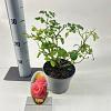 Rosa (H) Mirato Pot 15 cm