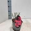 Rosa (H) Pink Blanket Pot 14 cm
