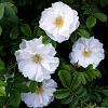 Rosa rugosa 'Alba' Pot 2 Liter60 - 80 cm
