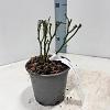 Rosa (H) 'Sea Foam' Pot 14 cm