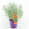 Salix candida Iceberg Alley Pot 3 Liter 40 - 50 cm