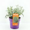 Salix candida Iceberg Alley Pot 3 Liter 40 - 50 cm