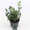 Sarcococca confusa Pot 2 Liter 20 - 30 cm