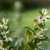 Sarcococca confusa Pot 2 Liter 20 - 30 cm