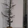 Cedrus l. 'Glauca' Kluit 175 - 200 cm