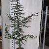 Cedrus l. 'Glauca' Kluit 200 - 225 cm