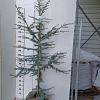 Cedrus l. 'Glauca' Kluit 200 - 225 cm