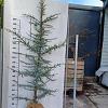 Cedrus l. 'Glauca' Kluit 250 - 275 cm