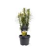 Cephalotaxus h. 'Korean Gold' Pot 3 Liter 30 - 40 cm