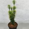 Cephalotaxus h. 'Korean Gold' Pot 3 Liter 30 - 40 cm