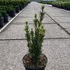 Cephalotaxus h. 'Taranto' Pot 2 Liter 20 - 30 cm
