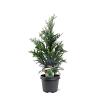 Chamaecyparis l. 'Columnaris' Pot 3 Liter 50 - 60 cm