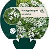Pachyphragma macrophyllum Pot 9 cm