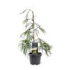 Chamaecyparis l. 'Filip's G. Spr.' Pot 3 Liter 40 - 50 cm