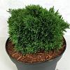 Chamaecyparis l. 'Green Globe' Pot 3 liter 20-25cm 
