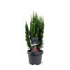Chamaecyparis l. 'Little Spire' Pot 3 Liter 30 - 40 cm