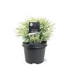Chamaecyparis l. 'Pearly Swirls' Pot 3 Liter 
