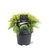 Chamaecyparis l. 'Sunkist' Pot 5 Liter 30 - 40 cm