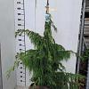 Chamaecyparis n. 'Pendula' Kluit 150 - 175 cm