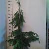 Chamaecyparis n. 'Pendula' Kluit 150 - 175 cm
