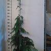 Chamaecyparis n. 'Pendula' Kluit 175 - 200 cm
