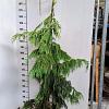 Chamaecyparis n. 'Pendula' Kluit 200 - 225 cm