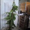 Chamaecyparis n. 'Pendula' Kluit 250 - 275 cm