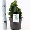 Chamaecyparis o. 'Aurora' Pot 3 liter 20-25cm 