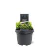 Chamaecyparis o. 'Butterball' Pot 3 Liter 10 - 20 cm