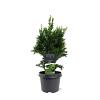 Chamaecyparis o. 'Drath' Pot 3 Liter 30 - 40 cm